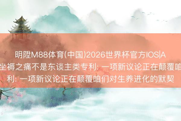 明陞M88体育(中国)2026世界杯官方IOS|Android手机app下载 坐褥之痛不是东谈主类专利: 一项新议论正在颠覆咱们对生养进化的默契